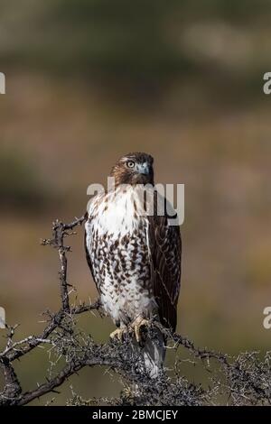 Rotschwanzhake, Buteo jamaicensis, juvenile thront im City of Rocks State Park, zwischen Silver City und Deming in der Chihuahuan Wüste, New Stockfoto