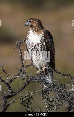 Rotschwanzhake, Buteo jamaicensis, juvenile thront im City of Rocks State Park, zwischen Silver City und Deming in der Chihuahuan Wüste, New Stockfoto