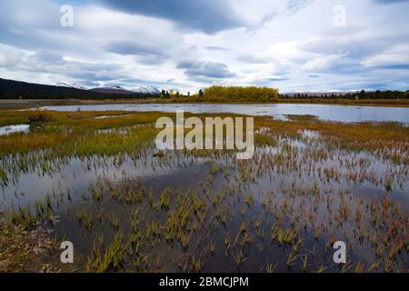 Herbst / Herbstlandschaft am Fish Lake, etwas außerhalb von Whitehorse, Yukon Territory, Kanada. Stockfoto