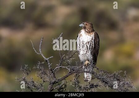 Rotschwanzhake, Buteo jamaicensis, juvenile thront im City of Rocks State Park, zwischen Silver City und Deming in der Chihuahuan Wüste, New Stockfoto