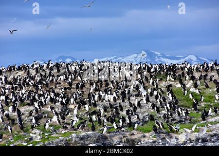 Eine Kolonie von Kaiserlichen Kormoranen auf einer Insel im Beagle Kanal bei Ushuaia, Argentinien Stockfoto