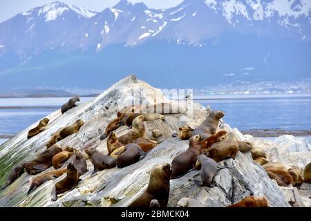 Eine große Kolonie von Seelöwen auf Robbenlöweninseln im Beagle-Kanal, nahe Ushuaia, Argentinien. Stockfoto