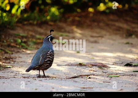 Great Shot eines männlichen California Quail Bird mit einem auffälligen Top-Knoten oder Feder auf dem Kopf. Foto aufgenommen in der wunderschönen Natur von Abel Tasman Nationa Stockfoto