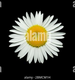 Nahaufnahme einer Gänseblümchen. Leuchtend weiße Blütenblätter und gelber Stempel. Aufnahme vor dunklem Hintergrund. Stockfoto