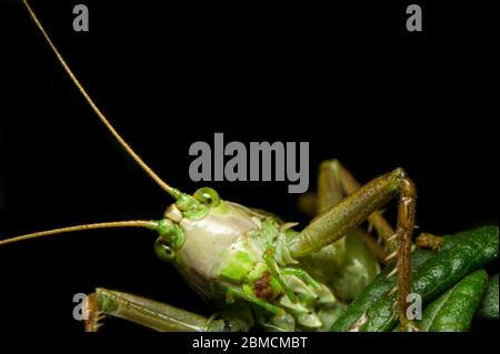 Nahaufnahme von neugierigen, goofy aussehenden Katydiden (Tettigoniidae). Grünes Insekt in natürlicher Umgebung vor schwarzem Hintergrund fotografiert. Stockfoto