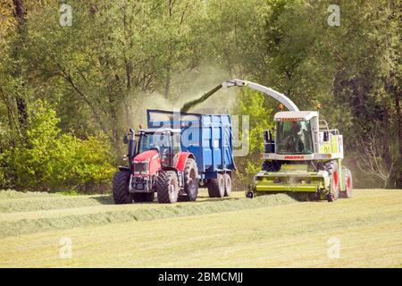 Landwirt, der Gras für Silage auf dem Landschaftspark von Cheshire sammelt, fährt einen roten Massey Ferguson 7624 Traktor und einen Claas Jaguar 840 Erntemaschinen Stockfoto