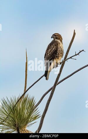 Rotschwanzhake, Buteo jamaicensis, juvenile thront auf Yucca im City of Rocks State Park, zwischen Silver City und Deming im Chihuahuan De Stockfoto