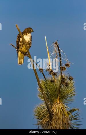 Rotschwanzhake, Buteo jamaicensis, juvenile thront auf Yucca im City of Rocks State Park, zwischen Silver City und Deming im Chihuahuan De Stockfoto