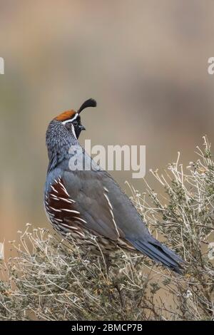 Männliches Wachteltier des Gambel, Callipepla gambelii, auf Sagebrush im City of Rocks State Park, zwischen Silver City und Deming im Chihuahuan D. Stockfoto