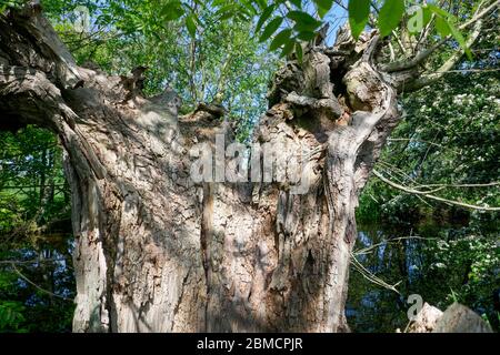 Toter Weidenbaum bei Groene Hart, Holland Stockfoto