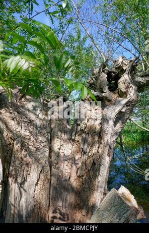 Toter Weidenbaum bei Groene Hart, Holland Stockfoto