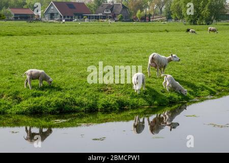 Weideschafe und Lämmer in Groene Hart, Holland Stockfoto