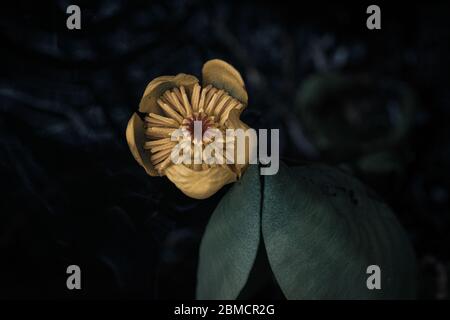 Grüne Blätter und gelbe Blume im Wasser schwimmend Stockfoto