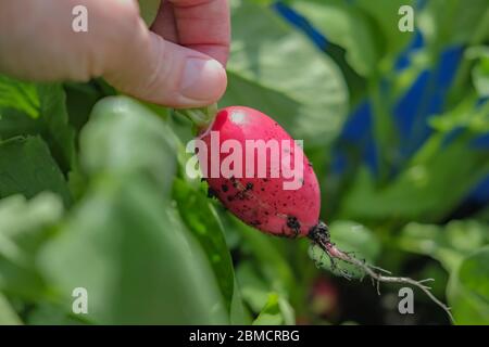 Nicht identifizierbarer Gärtner, der nach der Ernte von einer Pflanze einen einheimischen und organischen Rettich (Raphanus sativus) hält Stockfoto