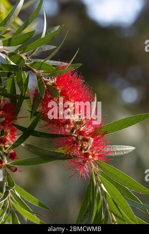 Schöne rote Blume eines weinenden Flaschenbürstenbaums, Melaleuca viminalis, ein gebürtiger Australier Stockfoto