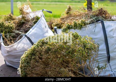 Große weiße Taschen mit Bio-grünen Gartenabfall. Lokale Räte sammeln grüne Abfälle zu verarbeiten, um sie in grüne Energie und Kompost. Stockfoto