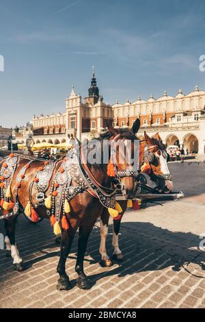 Pferdekutschen am Hauptplatz in Krakau, Polen Stockfoto