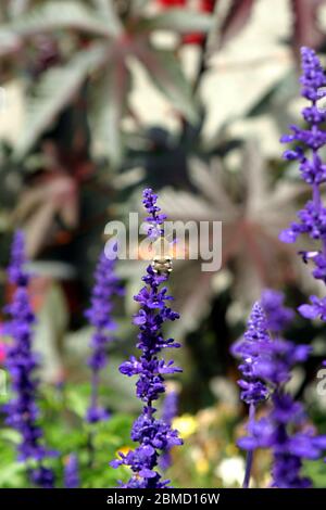 Lavendel und Schmetterling in den französischen Alpen, Frankreich. Stockfoto