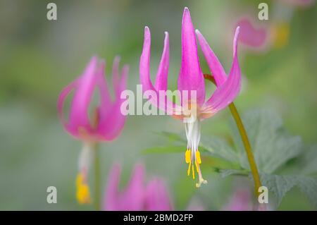 Rosa Fawn Lilie, Erythronium revolutum, Honeymoon Bay Ecological Reserve, Vancouver Island, British Columbia, Kanada Stockfoto