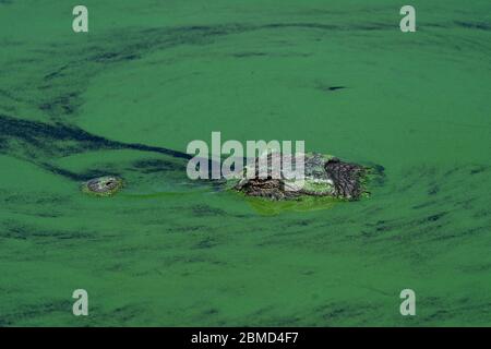 Pahokee, Florida, USA. Mai 2020. Ein Alligator schwimmt durch blau-grüne Algen in Lake Okeechobee. Die Blüten sind ein häufiges Sommerphänomen auf dem See und können giftig sein. Kredit: Greg Lovett/ZUMA Wire/Alamy Live News Stockfoto