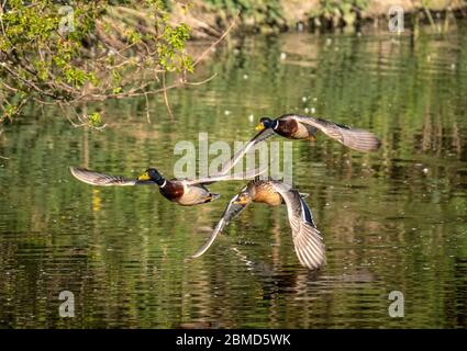 Männliche und weibliche Mallard Ducks (Anas platyrhynchos) im Flug, River Weaver, Cheshire, England, Großbritannien Stockfoto