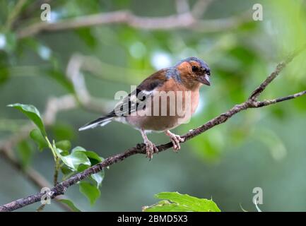 Gewöhnlicher männlicher Chaffinch (Fringilla coelebs), England, Großbritannien Stockfoto