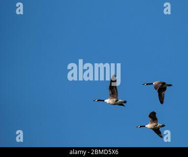 Kanadagänse (Branta canadensis) im Flug, Cheshire, England, Großbritannien Stockfoto