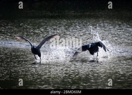 Coots (Fulica atra) Kampf, Cheshire, England, Großbritannien Stockfoto