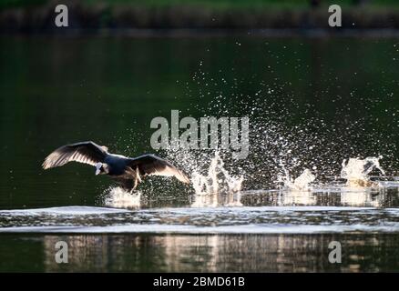 Coot (Fulica atra) läuft am Wasser entlang, Cheshire, England, Großbritannien Stockfoto