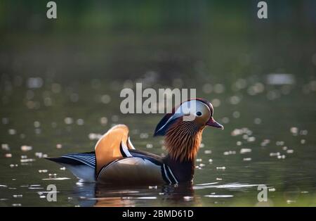 Männliche Mandarinente (Aix galericulata), New Pool, Whitegate, Cheshire, England, Großbritannien Stockfoto