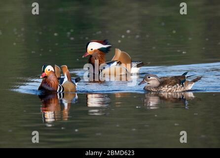 Männliche und weibliche Mandarinenten (Aix galericulata), New Pool, Whitegate, Cheshire, England, Großbritannien Stockfoto