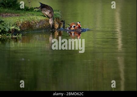 Männliche und weibliche Mandarinenten (Aix galericulata) am Flussufer in Cheshire, England, Großbritannien das Weibchen dehnt sich ins Wasser, um witjh pl Stockfoto