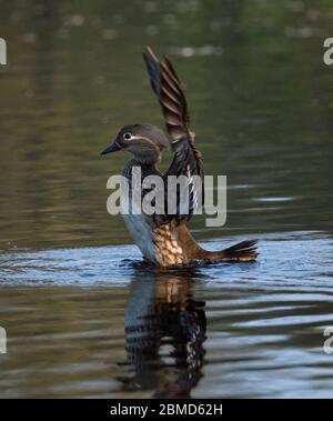 Weibliche Mandarinente (Aix galericulata) flatternde Flügel, New Pool, Whitegate, Cheshire, England, Großbritannien Stockfoto