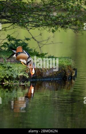 Männliche Mandarinente (Aix galericulata) Blick ins Wasser, Cheshire, England, Großbritannien Stockfoto