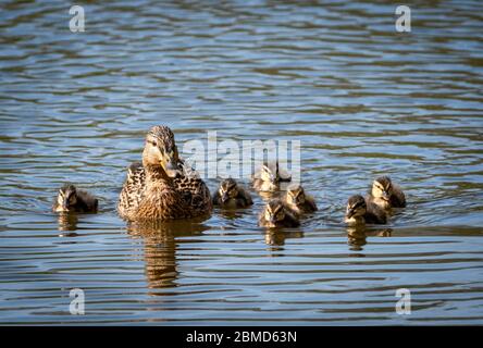 Weiblicher Mallard (Anas platyrhynchos) mit Entlein am Fluss Weaver, Cheshire, England, Großbritannien Stockfoto