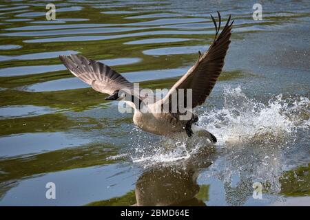 Kanadische Gänse (Branta canadensis), fliehend, River Weaver, Cheshire, England, Großbritannien Stockfoto