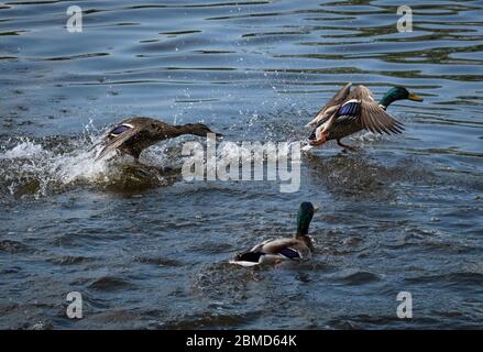 Weiblicher Mallard (Anas platyrhynchos), der rivalisierende männliche Mallard auf dem River Weaver, Cheshire, England, Großbritannien, abjagt Stockfoto