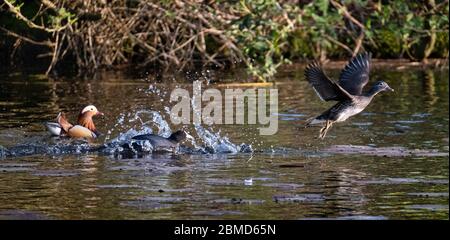 Coot (Fulica atra) jagt weibliche Mandarinente (Aix galericulata), New Pool, Whitegate, Cheshire, England, Großbritannien Stockfoto