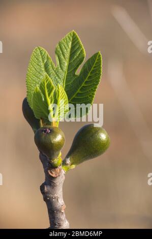 Feigen wachsen und Blätter der ersten Triebe des Feigenbaums, wenn der Frühling beginnt Stockfoto