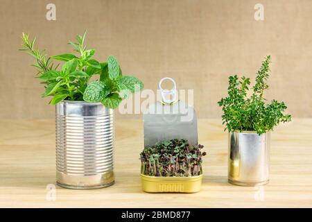 Wiederverwendete Blechdosen mit Kräutern und anbauenden Salatgemüse, sparen Geld Anbauen Sie Ihre eigenen Lebensmittel zu Hause, keine Abfälle, Recycling, nachhaltiges Wohnkonzept. Stockfoto