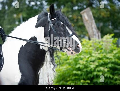 Tinker Pony Porträt auf grünen Büschen Wald Hintergrund Stockfoto