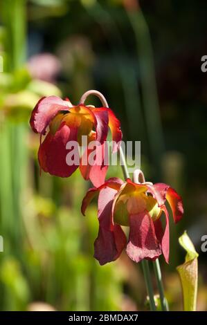 Sydney Australien, Nahaufnahme der roten Blumen einer Fallstricke bei Sonnenschein Stockfoto