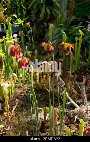 Sydney Australien, Blumenbeet mit Fallgruben mit roten Blumen in der Sonne Stockfoto