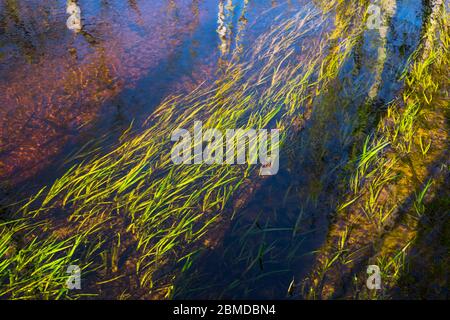 Grünes Wasser Gras wächst in einem flachen Strom mit klarem Wasser mit Reflexionen von Baumstämmen in den Indiana Dunes State Park in nort fließt untergetaucht Stockfoto