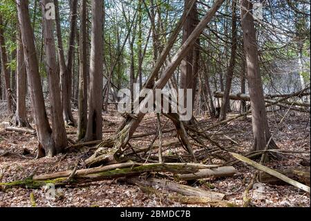 Neue, alte und gefallene Bäume im Wald Stockfoto