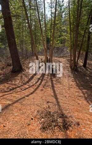 Lange Schatten auf dem Waldboden Stockfoto