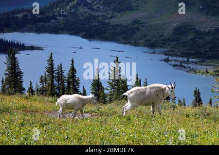Bergziegen in Glacier Nationalpark Stockfoto