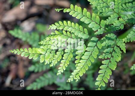 Jungfrisenfellzucht auf dem Waldboden Stockfoto