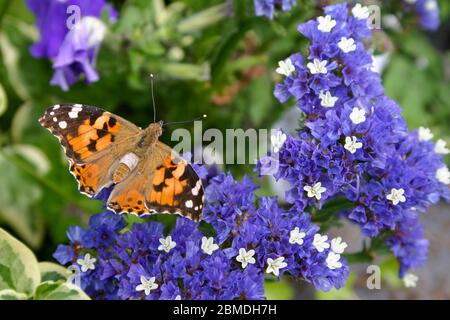 Erstaunliche Schmetterling in Blumen blau und weiß Stockfoto