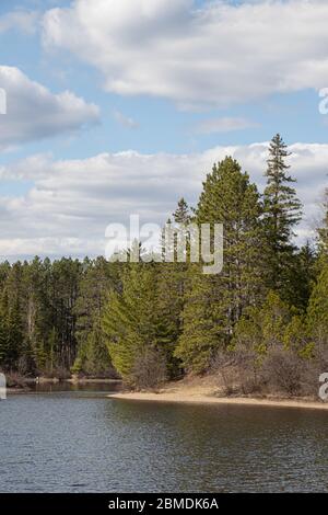 Immergrüner Wald am Ufer eines kleinen Sees im Norden von Ontario mit schönem blauen bewölkten Himmel im Frühling Stockfoto